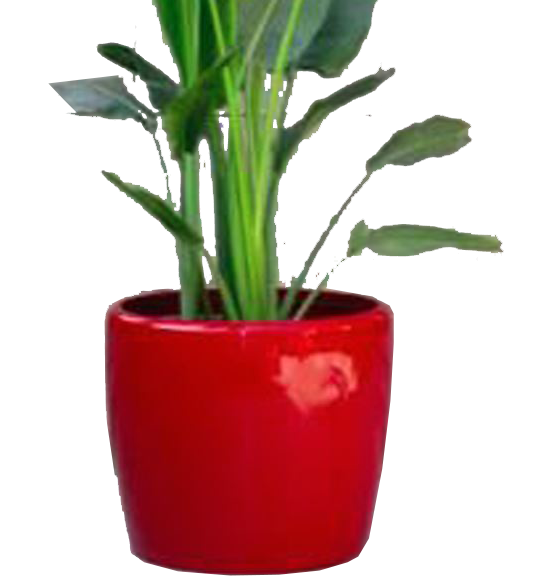 Plume Plant Pot 0